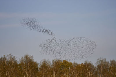 Low angle view of birds flying against sky