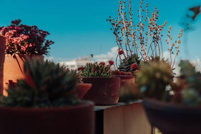 Close-up of potted plant on table against sky