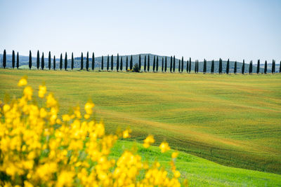 Scenic view of field against sky