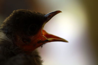 Close-up of a bird