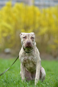 Portrait of a dog on field