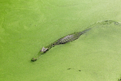 High angle view of leaf on grass