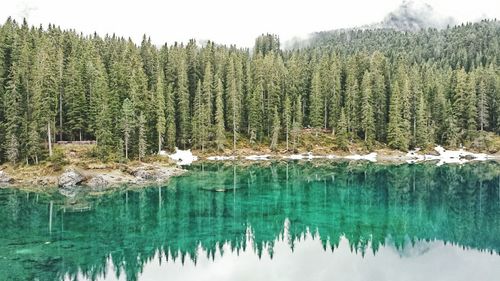 Reflection of trees in lake