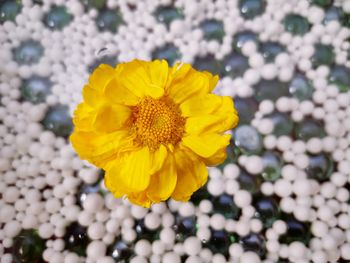 Close-up of yellow flowering plant