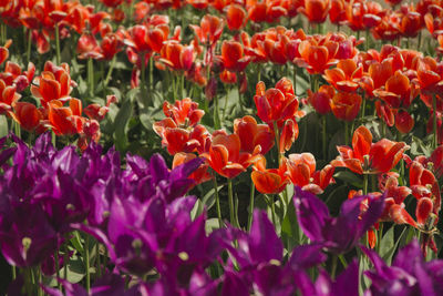 Close-up of fresh purple flowers blooming in garden