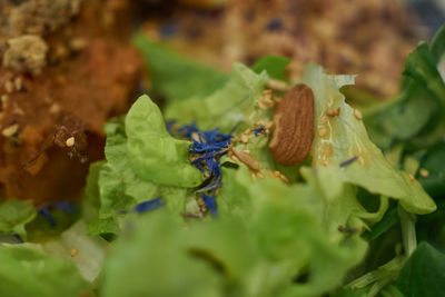 Close-up of frog on leaves