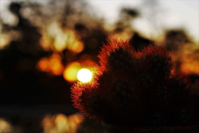 Close-up of flower tree against sky at night