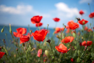 Close-up of red poppy flowers in field