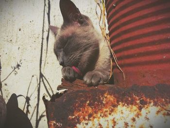 High angle view of cat relaxing on floor