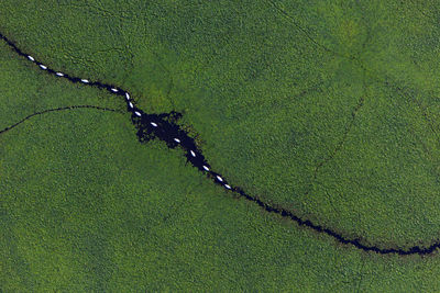 Aerial view of overgrown fishponds with swans and with water chestnut, crna mlaka