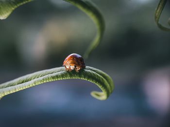 Close-up of ladybug on leaf