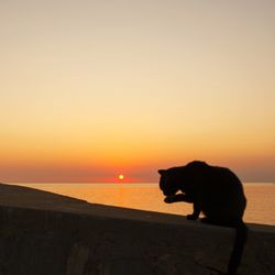 Silhouette of a horse at sunset