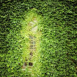 Ivy growing on wall