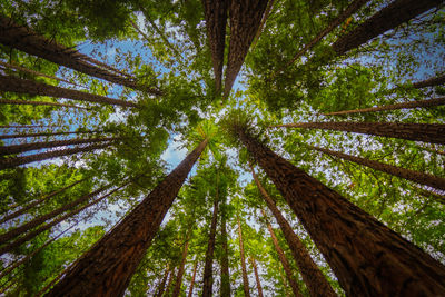 A photo showing the great height the red wood trees grow up to.