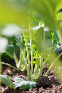 Close-up of plants growing on field