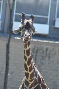 Close-up of giraffe