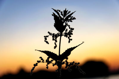 Close-up of silhouette plant against sky during sunset