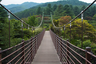 Footbridge amidst trees in forest