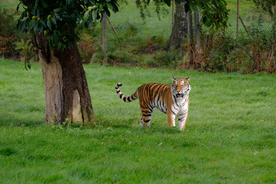 Tiger standing on grassy field by tree