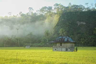 Scenic view of agricultural field