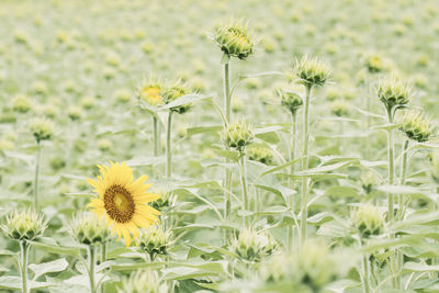 Close-up of sunflower on field