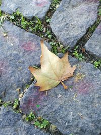 High angle view of maple leaves fallen on ground