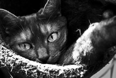 Close-up of cat