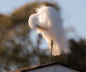 Close-up of swan against sky