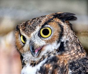 Close-up portrait of owl