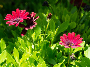 Close-up of pink flowering plant