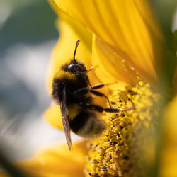 Close-up of bee pollinating on yellow flower