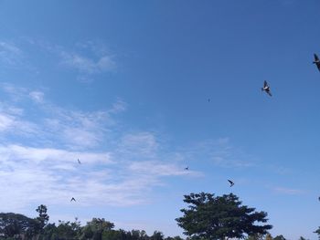 Low angle view of birds flying in sky