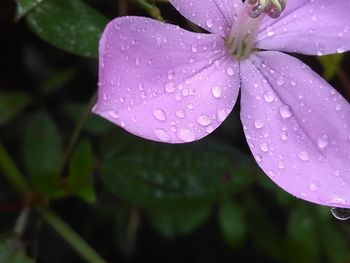 Close-up of water drops on pink flower