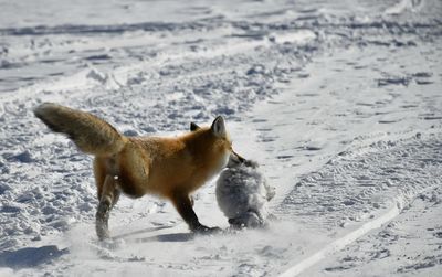 Fox running in snow with a prey