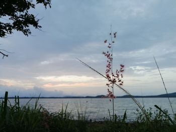 Plants by sea against sky