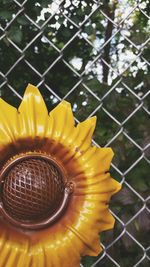 Close-up of yellow flower