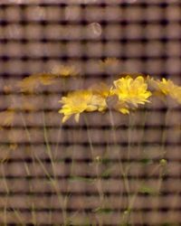 Close-up of yellow flower