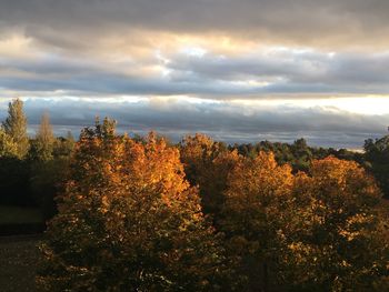 Trees against sky during autumn