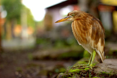 Close-up of a bird