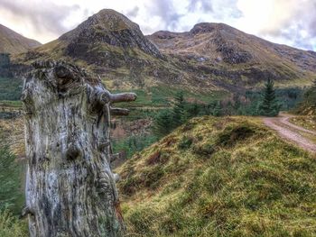 View of trees on landscape against sky