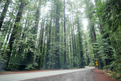 Road amidst trees in forest