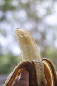 Close-up of banana