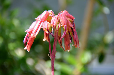 Close-up of red flowering plant