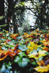 Close-up of leaves in park