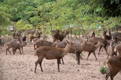 Herd of deer in a forest