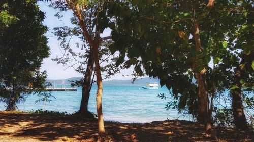 View of trees on beach