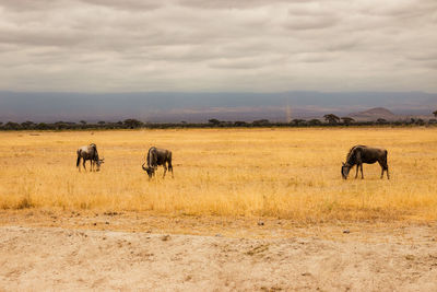 Southern white bearded wildebeests in the savannah landscapes of amboseli national park in kenya