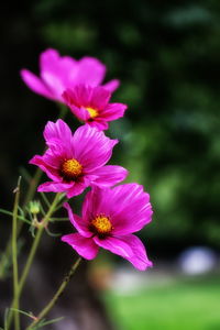 Close-up of pink cosmos flowers blooming outdoors