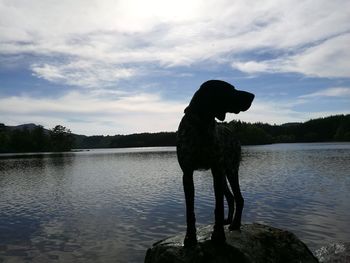Silhouette dog standing on lake against sky