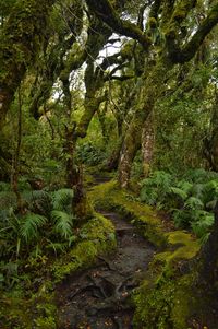 Footpath in forest